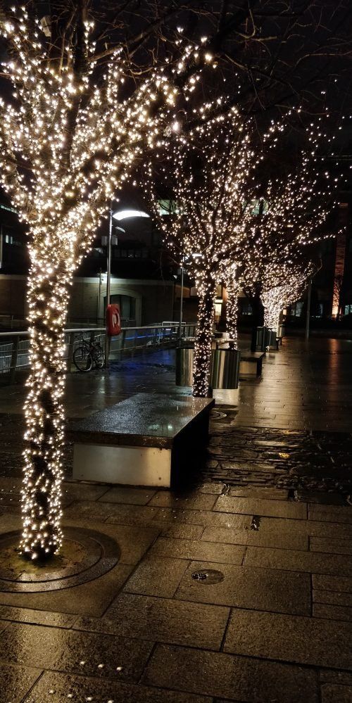 Outdoors Christmas Lights in Trees