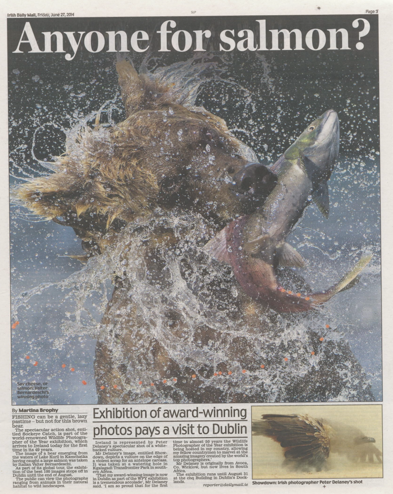 Bear in the News